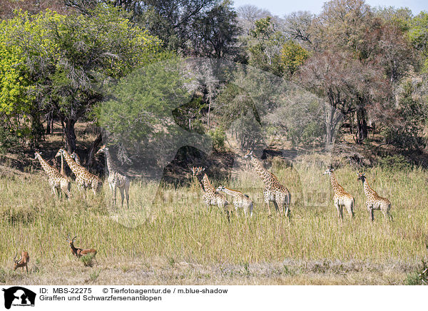 Giraffen und Schwarzfersenantilopen / Giraffes and Impala / MBS-22275