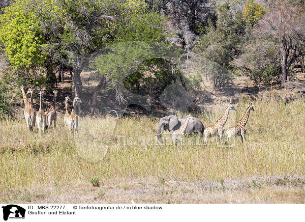 Giraffen und Elefant / Giraffes and Elephant / MBS-22277