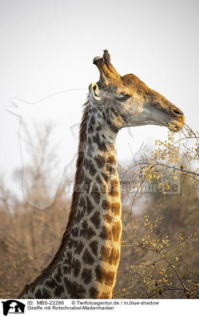 Giraffe mit Rotschnabel-Madenhacker / Giraffe with Red-billed Oxpecker / MBS-22286