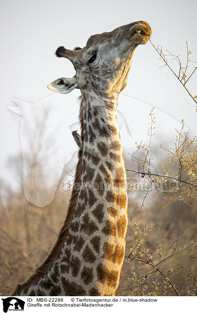 Giraffe mit Rotschnabel-Madenhacker / Giraffe with Red-billed Oxpecker / MBS-22288