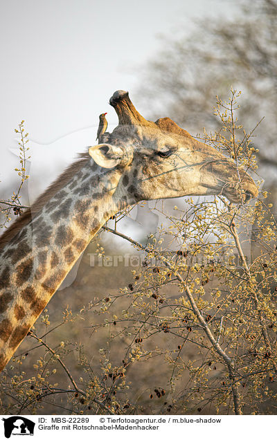 Giraffe mit Rotschnabel-Madenhacker / Giraffe with Red-billed Oxpecker / MBS-22289