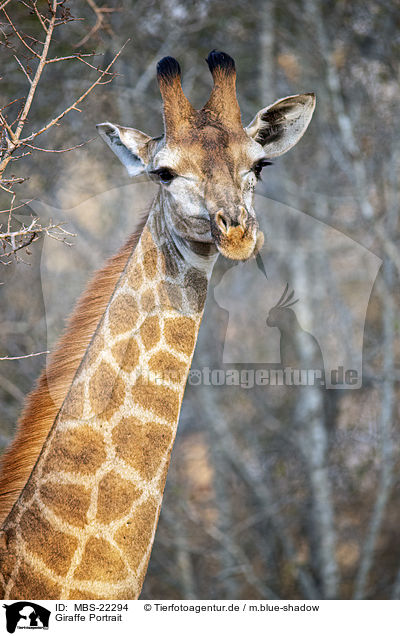 Giraffe Portrait / Giraffe portrait / MBS-22294