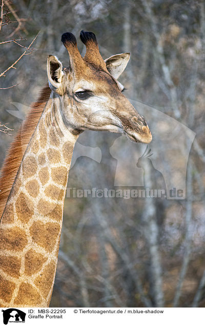 Giraffe Portrait / MBS-22295