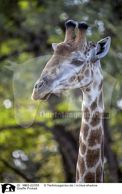 Giraffe Portrait / MBS-22355