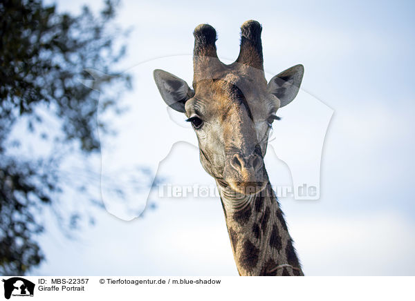 Giraffe Portrait / Giraffe portrait / MBS-22357
