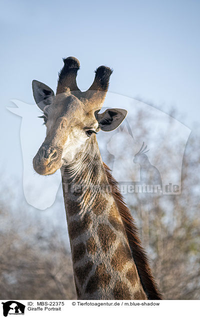 Giraffe Portrait / Giraffe portrait / MBS-22375