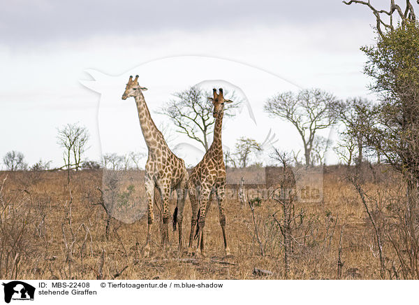stehende Giraffen / MBS-22408