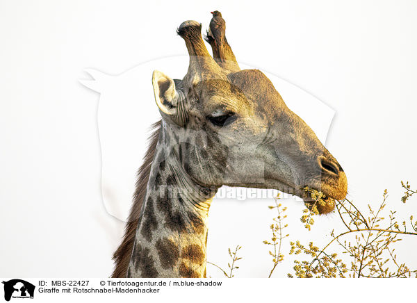 Giraffe mit Rotschnabel-Madenhacker / Giraffe with Red-billed Oxpecker / MBS-22427