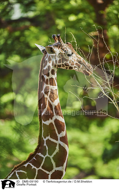 Giraffe Portrait / DMS-09190
