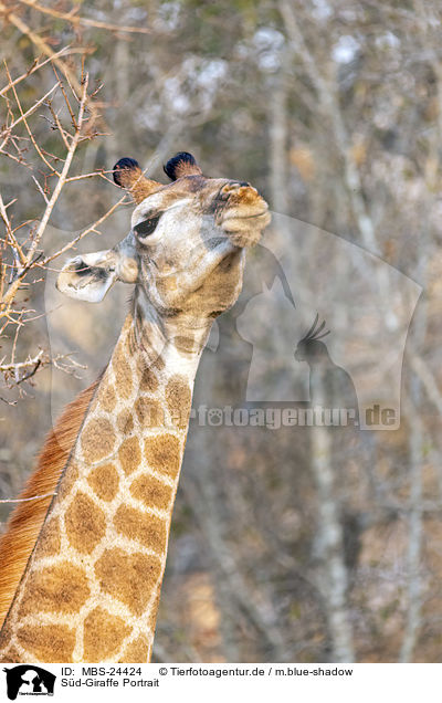 Sd-Giraffe Portrait / MBS-24424