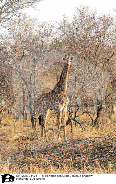 stehende S�d-Giraffe / standing Giraffe / MBS-24425