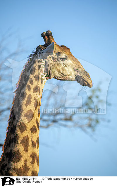 Sd-Giraffe Portrait / MBS-24441