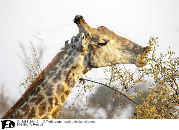 Sd-Giraffe Portrait / MBS-24445
