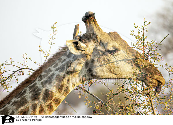 Sd-Giraffe Portrait / MBS-24446