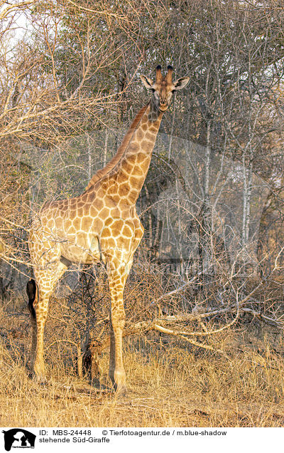 stehende S�d-Giraffe / standing Giraffe / MBS-24448