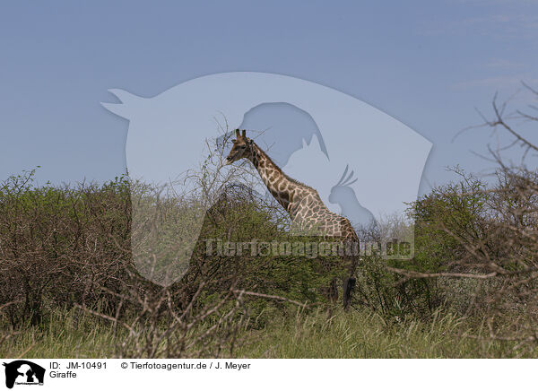 Giraffe / Giraffe / JM-10491