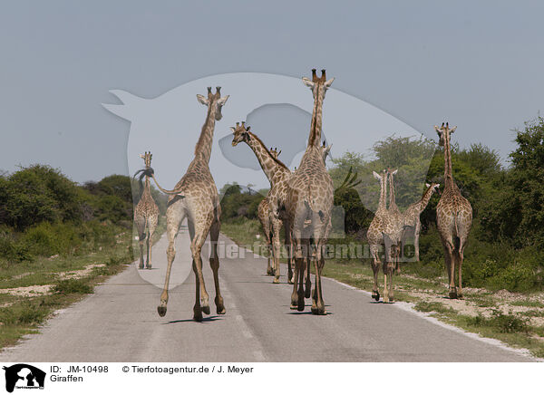Giraffen / Giraffes / JM-10498