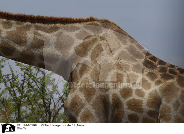 Giraffe / JM-10509