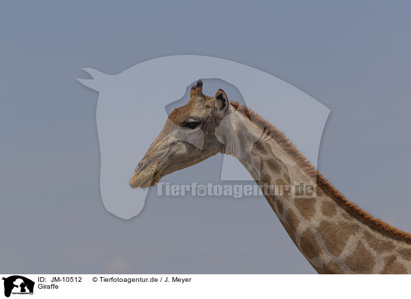 Giraffe / Giraffe / JM-10512