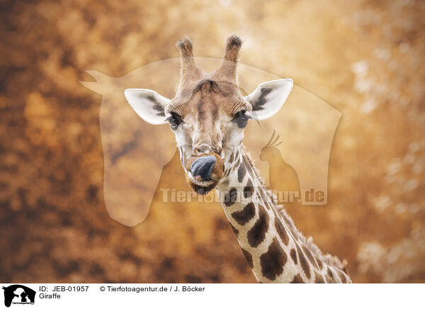 Giraffe / JEB-01957