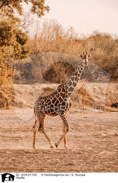 Giraffe / SVS-01109