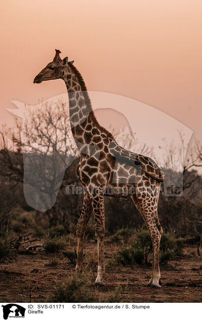 Giraffe / SVS-01171