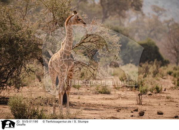 Giraffe / SVS-01186