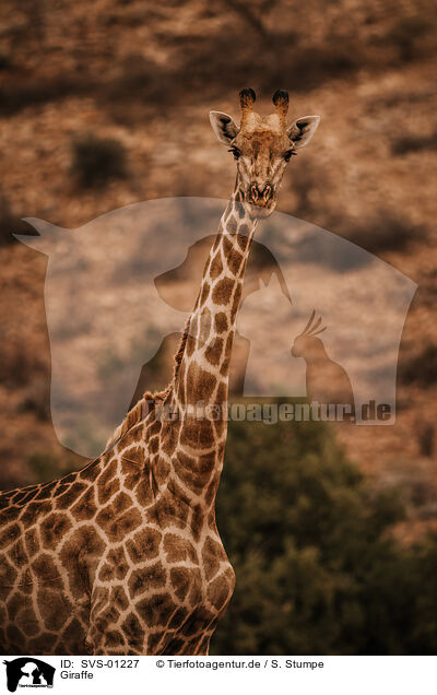 Giraffe / SVS-01227