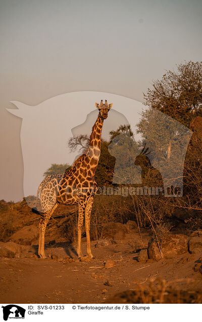 Giraffe / Giraffe / SVS-01233