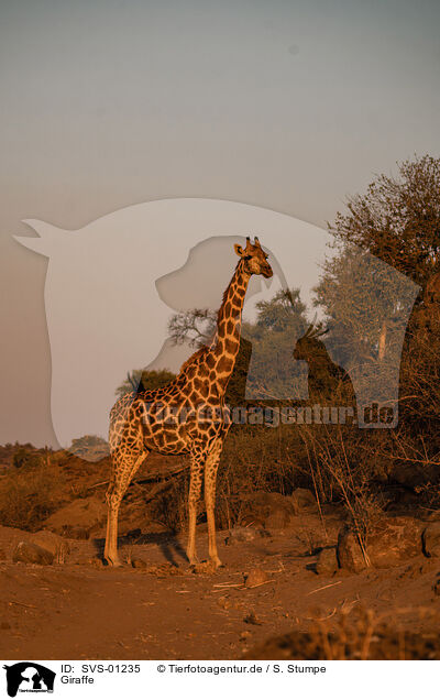 Giraffe / Giraffe / SVS-01235