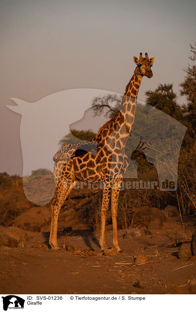 Giraffe / SVS-01236