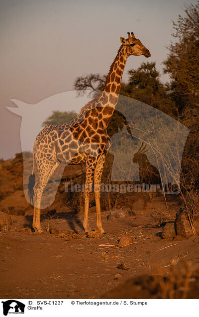 Giraffe / SVS-01237