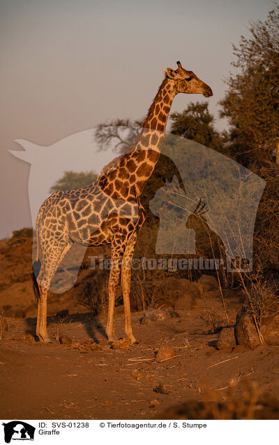Giraffe / SVS-01238