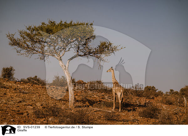 Giraffe / SVS-01239