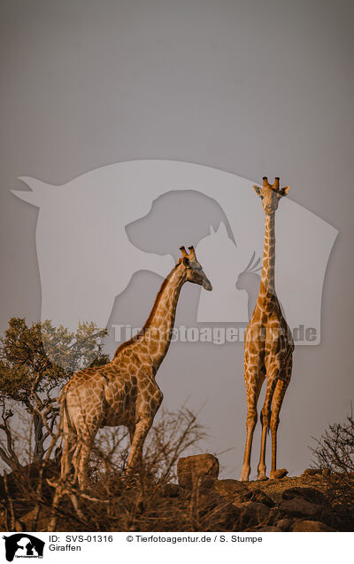 Giraffen / Giraffes / SVS-01316