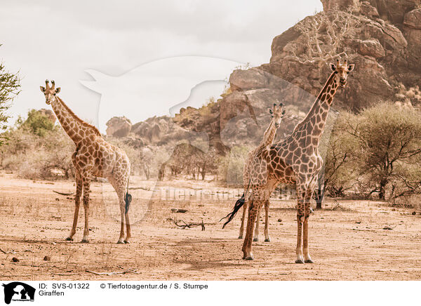 Giraffen / Giraffes / SVS-01322