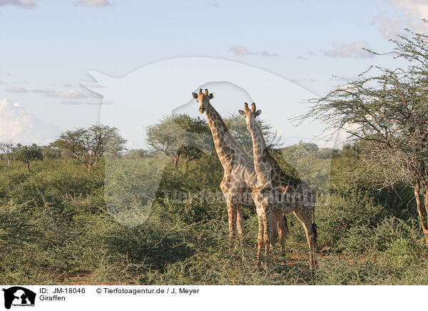 Giraffen / Giraffes / JM-18046