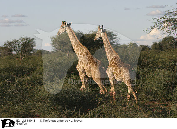 Giraffen / JM-18048