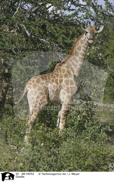 Giraffe / JM-18052