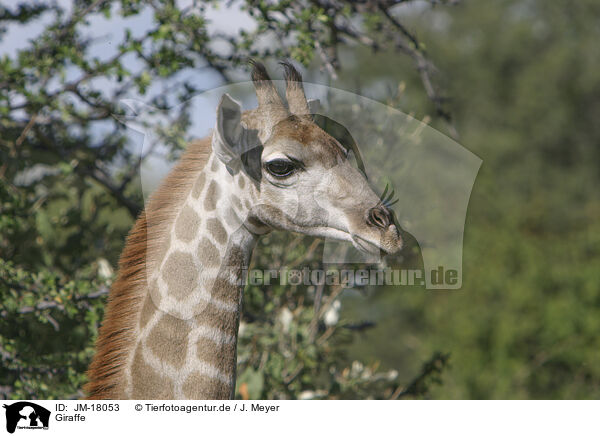Giraffe / JM-18053