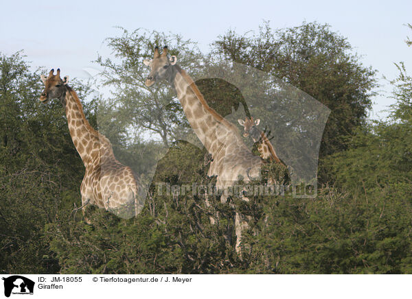 Giraffen / Giraffes / JM-18055