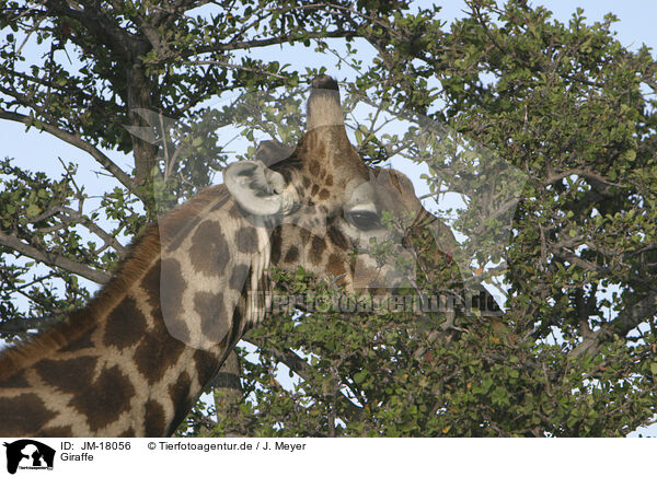 Giraffe / Giraffe / JM-18056
