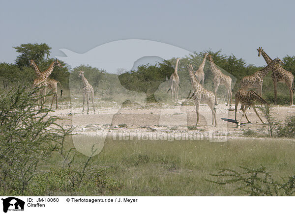Giraffen / Giraffes / JM-18060