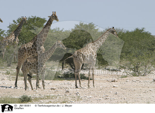 Giraffen / JM-18061