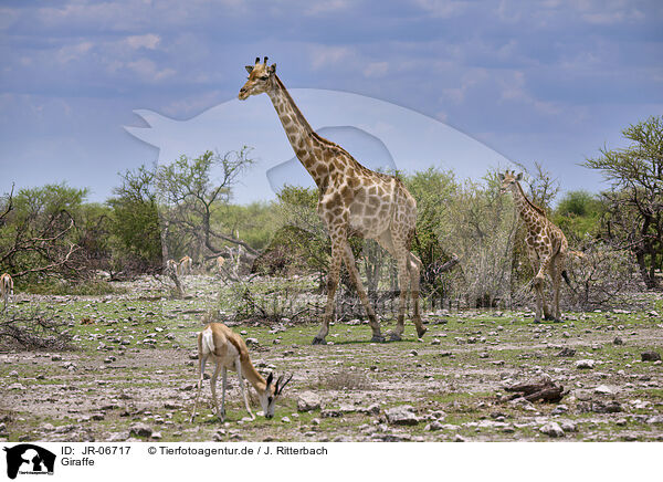 Giraffe / Giraffe / JR-06717