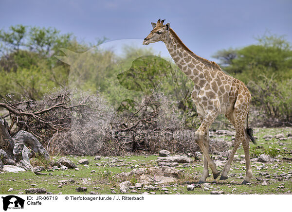 Giraffe / Giraffe / JR-06719