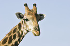 Giraffe Portrait