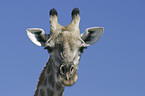 Giraffe Portrait