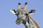 Giraffe Portrait