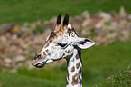 Giraffe Portrait